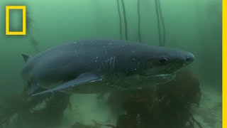 The Cookiecutter Shark  Sharks of Bermuda Triangle [upl. by Purington]