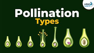 Types of Pollination  Dont Memorise [upl. by Lindberg]