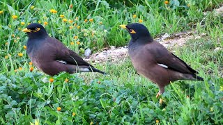 Common myna bird song Indian maina sound mynah singing [upl. by Skrap]