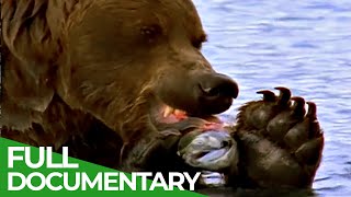 Majestic Bears of Alaska amp British Columbia  Free Documentary Nature [upl. by Nwahsor752]