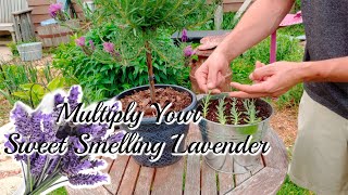 How to grow LAVENDER Cuttings [upl. by Godding]