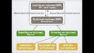 Nervsystemets funktionella indelning [upl. by Caesar]