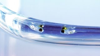 Zebrafish Development [upl. by Nylkaj]