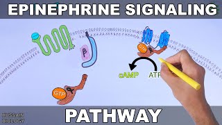 Epinephrine Signaling Pathway [upl. by Lean]