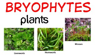 Bryophytes life cycle [upl. by Bushore569]