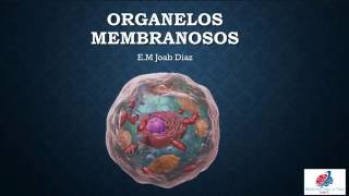 Histología organelos membranosos Parte 1 [upl. by Doraj]