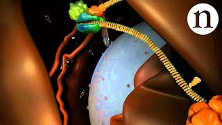 RNA interference RNAi by Nature Video [upl. by Sebastian]