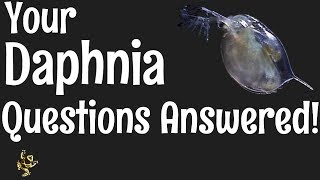 Daphnia Questions Answered [upl. by Reeva87]