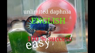 daphnia moina culture Easy way Unlimited production English  with sub Green water Chlorella [upl. by Yatnod]