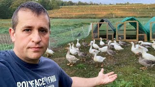 The Most Sustainable Pastured Poultry [upl. by Nitsirc]