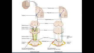 The DCML Pathway EXPLAINED  Dorsal ColumnsMedial Lemniscus [upl. by Duky]