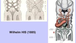 embryologie du tube digestif partie 1 [upl. by Latona]