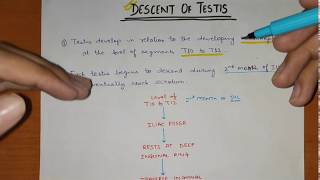 Descent of Testis  Abdomen [upl. by Troxell696]