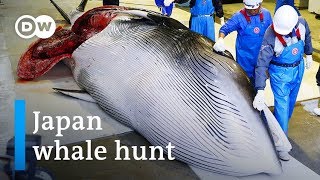 Japan commercial whaling Outdated cruelty or sacred tradition  DW News [upl. by Bruce]