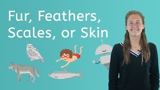 Lets Explore Fur Feathers Scales or Skin  Science for Kids [upl. by Ettennyl]