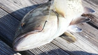 Live Bait Fishing For Amberjacks and Grouper [upl. by Llewkcor]