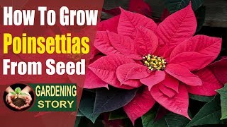 How To Grow Poinsettias From Seed [upl. by Eilac]