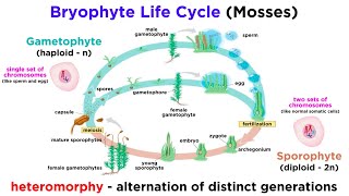 Bryophytes and the Life Cycle of Plants [upl. by Naloc]