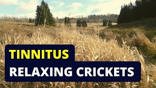 Tinnitus Relief Try Listening to Cricket Sounds [upl. by Eillek]