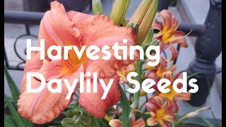 Harvesting Daylily Seeds [upl. by Girhiny]