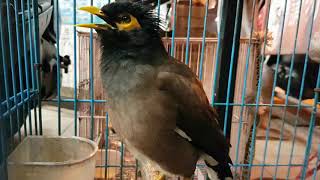 Common Myna Bird Mimics Sounds Taiwan [upl. by Lime848]