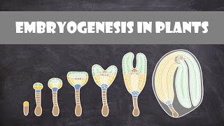 Embryogenesis in Plants  Plant Biology [upl. by Pace]