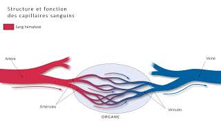 1ST2S  Structure et fonction de capillaires [upl. by Lucine]