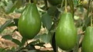 Primera Parte  Cómo cultivar Aguacate  Juan Gonzalo Angel  TvAgro [upl. by Attenyw]