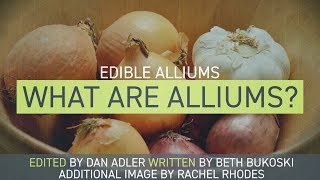 Edible Alliums  What Are Alliums [upl. by Alliehs]