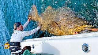 MASSIVE 500lb Goliath Grouper [upl. by Bijan]