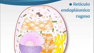 3 Retículo endoplásmico rugoso y liso [upl. by Gustie838]