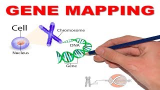 GENE MAPPINGHOW TO DECODE 13q143 [upl. by Ahsikan]