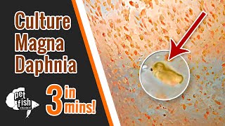 How to culture DAPHNIA MAGNA  The easy way [upl. by Shirline]