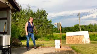 Broomstick Method Culling Broilers [upl. by Lsiel]