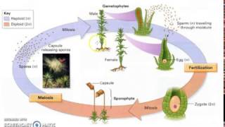 Bryophyte Lifecycle [upl. by Marelya]