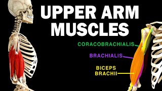 UPPER LIMB MUSCLES 36  UPPER ARM MUSCLES [upl. by Medrek]