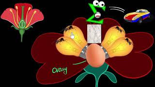 Flower Parts of stamen carpel  How do organisms reproduce  Biology  Khan Academy [upl. by Nannie]