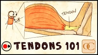 The Basic Science of Tendons amp Tendinitis [upl. by Eiresed]