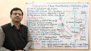 Diabetes Mellitus Part10 Mechanism of Action of Sulfonylurease  Antidiabetic Drugs  Diabetes [upl. by Stromberg]