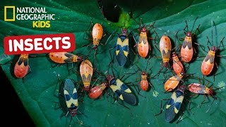 Find Out About Insects  Nat Geo Kids Insects Playlist [upl. by Anglim]