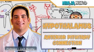 Endocrinology  Hypothalamus Anterior Pituitary Connection [upl. by Ayatan]