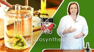 Rates Of Photosynthesis  GCSE Science Required Practical [upl. by Alleuqcaj923]