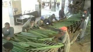 Sisal Fibre Production [upl. by Releehw]