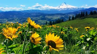 Relaxing Meadow with Ambient Nature Sounds Wildflowers and Mountain View  8 Hours [upl. by Patnode]