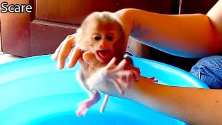 Extremely Scare  Newborn Baby Monkey Dody Cry Seizure In Hand Mom Dont Want Take A Bath [upl. by Anatniuq]