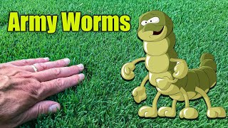 How to Kill Army Worms in the Lawn [upl. by Eneles3]