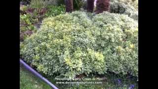 PIttosporum tobira Cream de Mint [upl. by Marra]