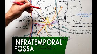 The Infratemporal Fossa  Boundaries amp Contents  Anatomy Tutorial [upl. by Jourdan534]