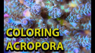 The Secret To Coloring Up Acropora \\ How To Get The Bets Color From Your SPS Corals [upl. by Glovsky]