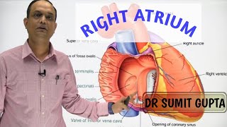 RIGHT ATRIUM OF HEART  INTERNAL FEATURES [upl. by Nive320]